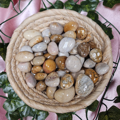Coral fossil tumble