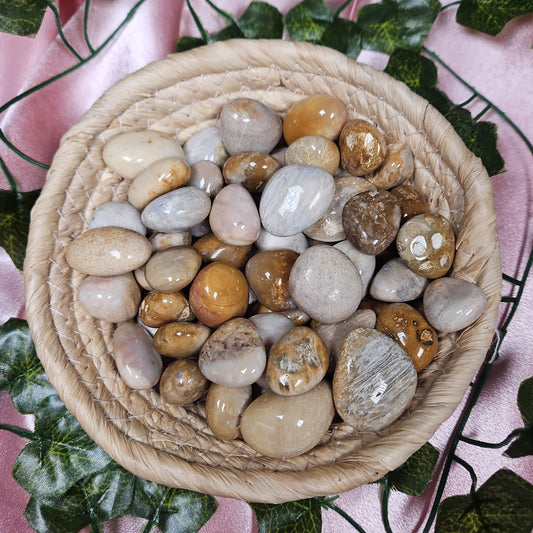 Coral fossil tumble