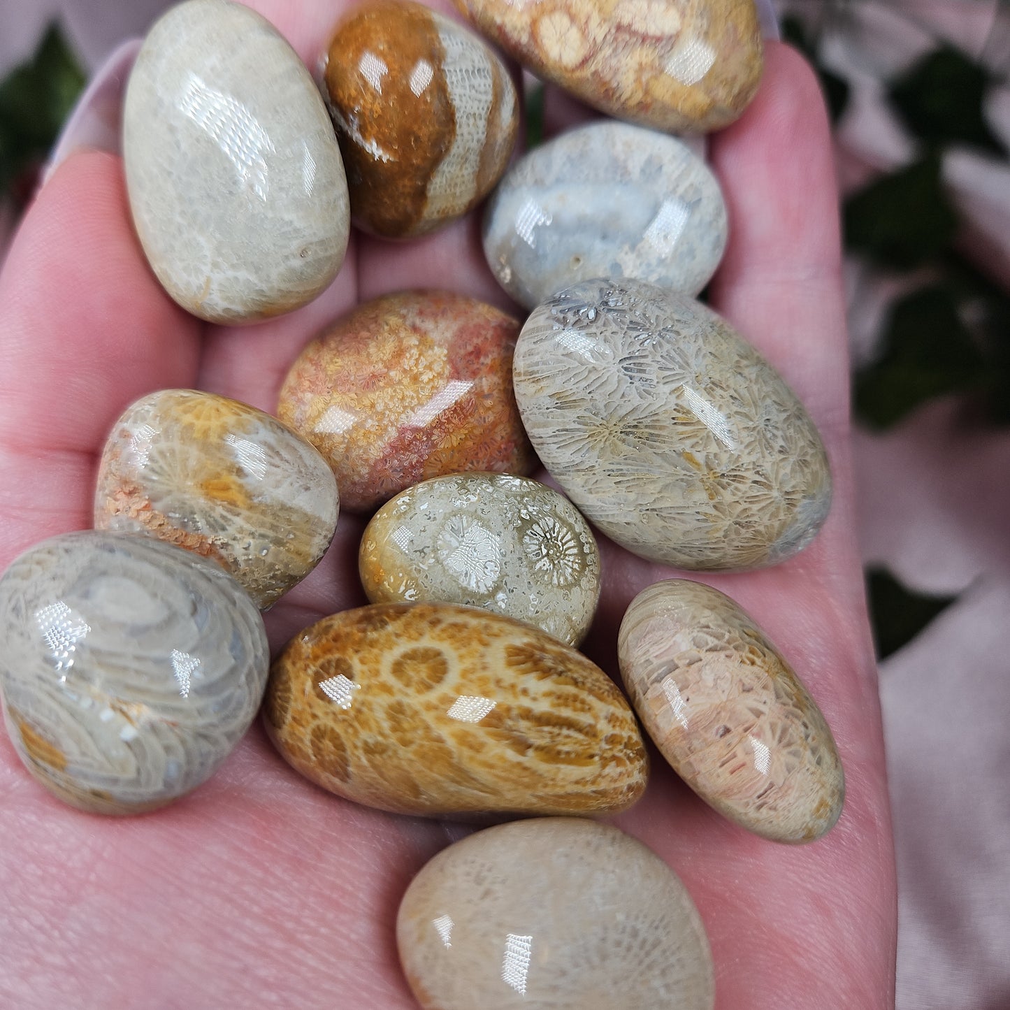 Coral fossil tumble