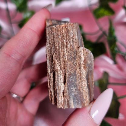 Petrified wood from Arizona