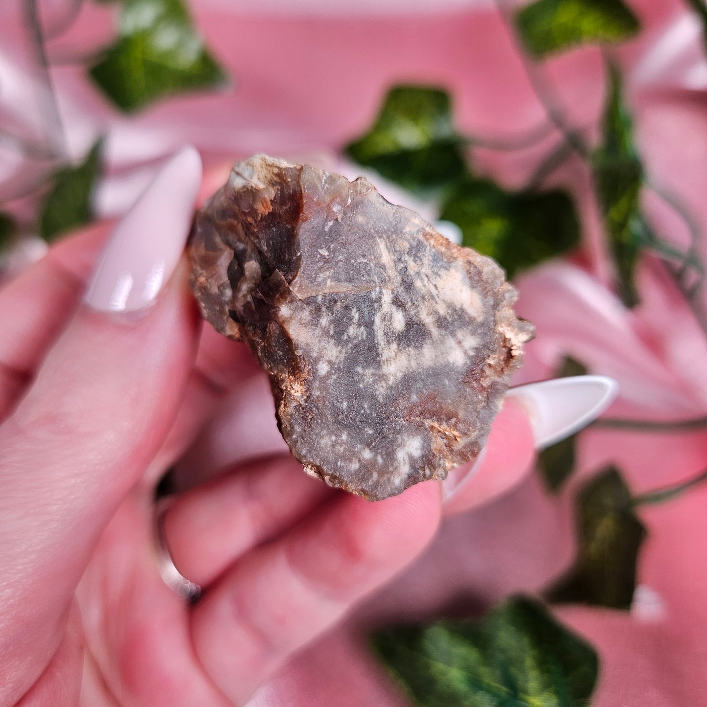 Petrified wood from Arizona