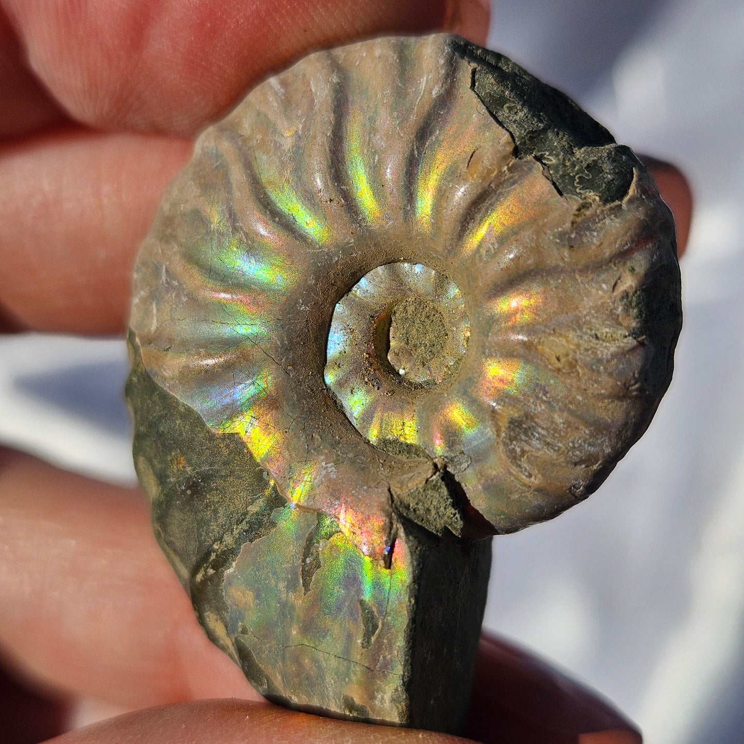 Opalized rainbow ammonite fossil