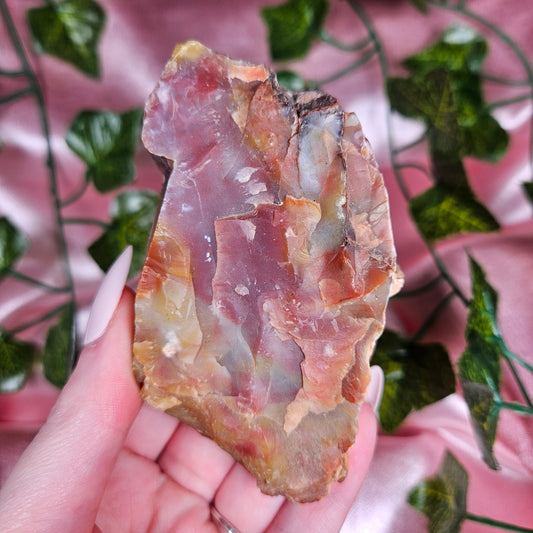 Petrified wood from Arizona