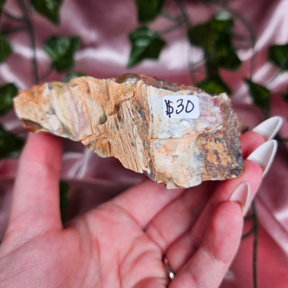Petrified wood from Arizona