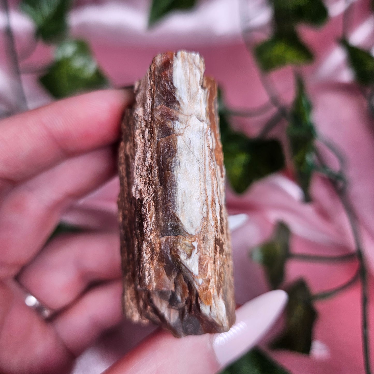 Petrified wood from Arizona