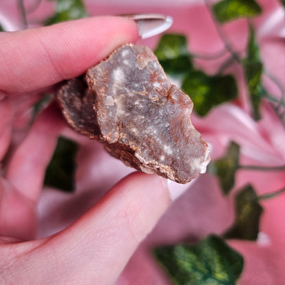 Petrified wood from Arizona