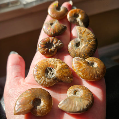 Opalized ammonite shell