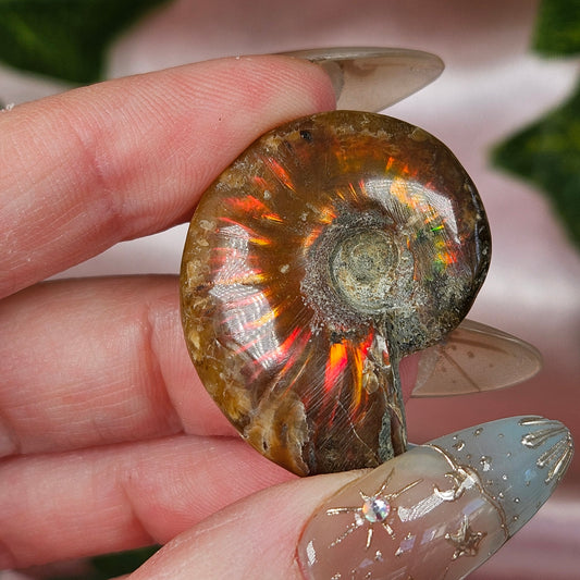Opalized ammolite shell