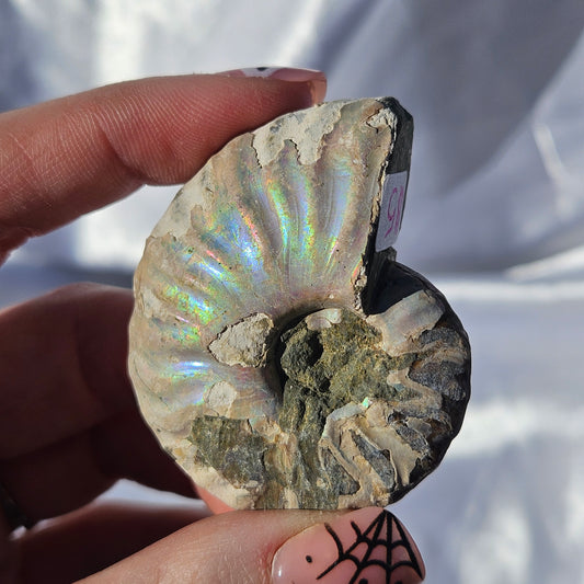 Opalized rainbow ammonite fossil