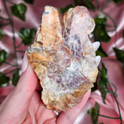 Petrified wood from Arizona