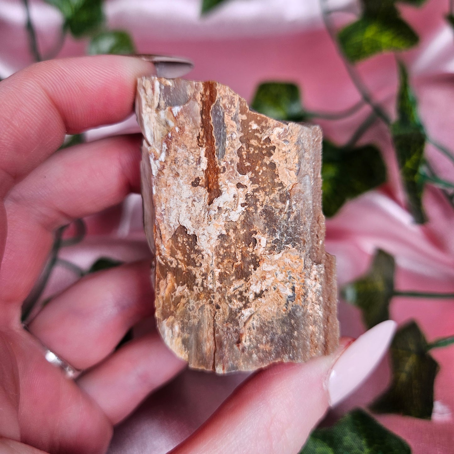 Petrified wood from Arizona