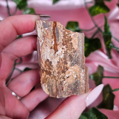 Petrified wood from Arizona