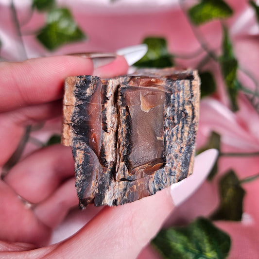 Petrified wood from Arizona