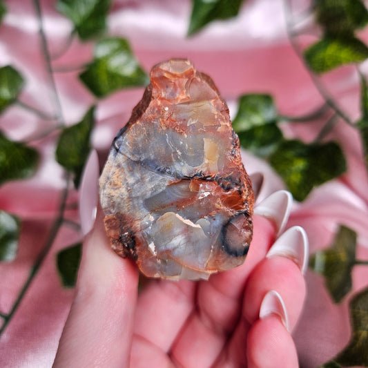 Petrified wood from Arizona