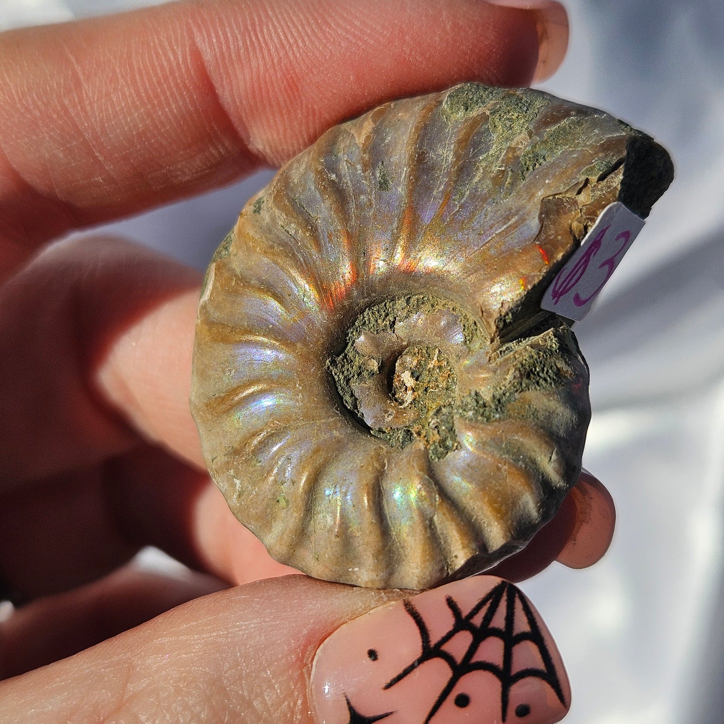 Opalized rainbow ammonite fossil